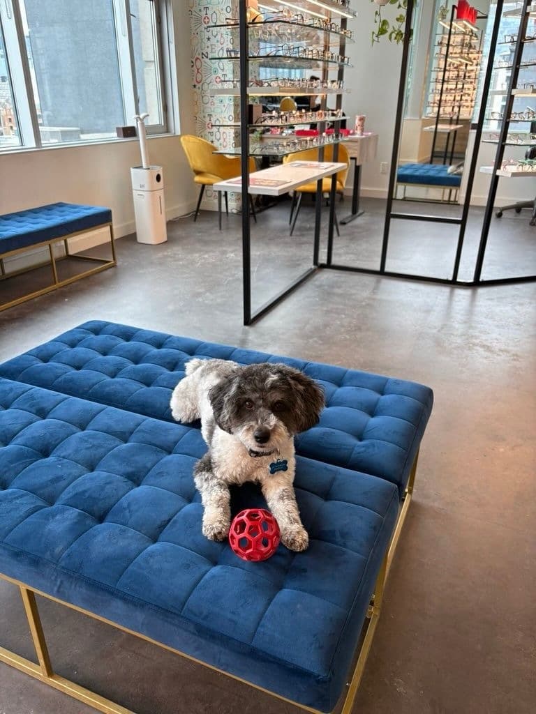 Westley the dog at Spadina Optometry